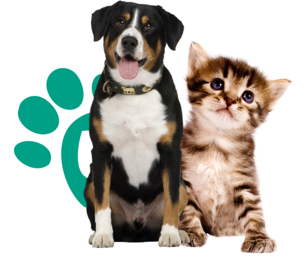 cão