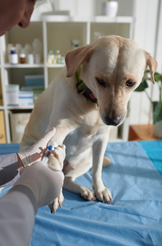 Conheça a importância dos exames dermatológicos