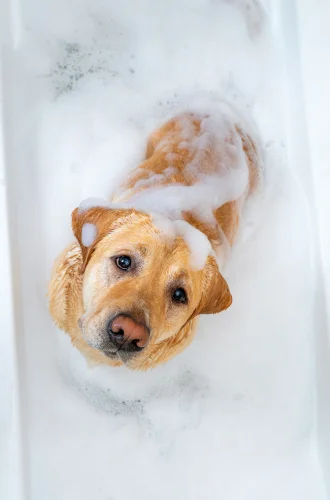 Por que é importante utilizar apenas produtos veterinários na higiene do seu animal