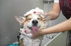 Por que é importante utilizar apenas produtos veterinários na higiene do seu animal