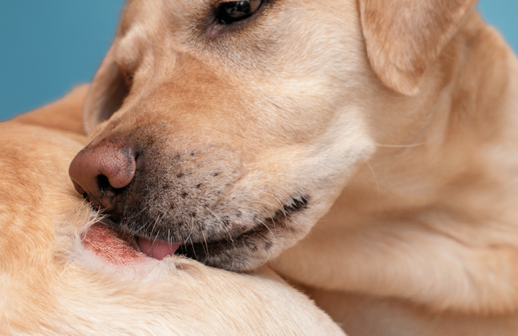 Infecção de pele nos animais: Como identificar e tratar?