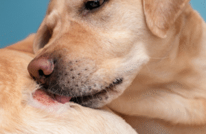 Infecção de pele nos animais: Como identificar e tratar?