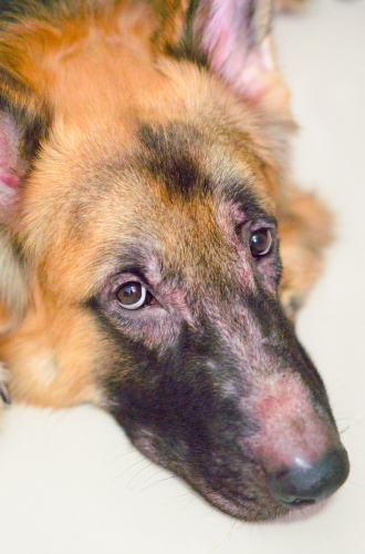 Infecção de pele nos animais: Como identificar e tratar?