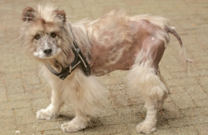 Como identificar e tratar alopecia em cães