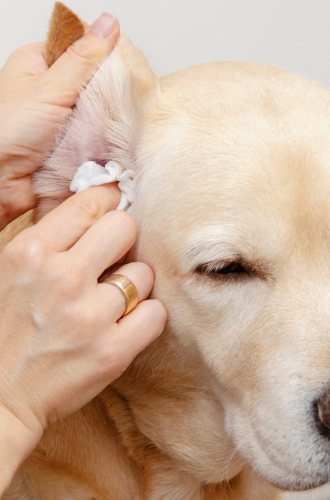 Como prevenir a Otite recorrente em cães e gatos?