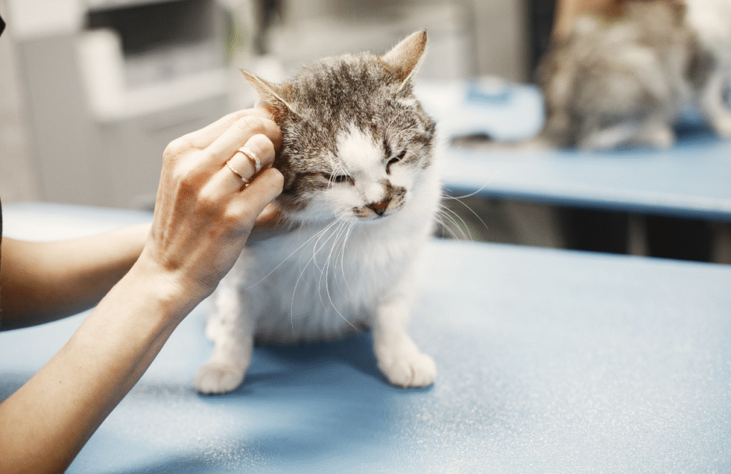Como prevenir a Otite recorrente em cães e gatos?