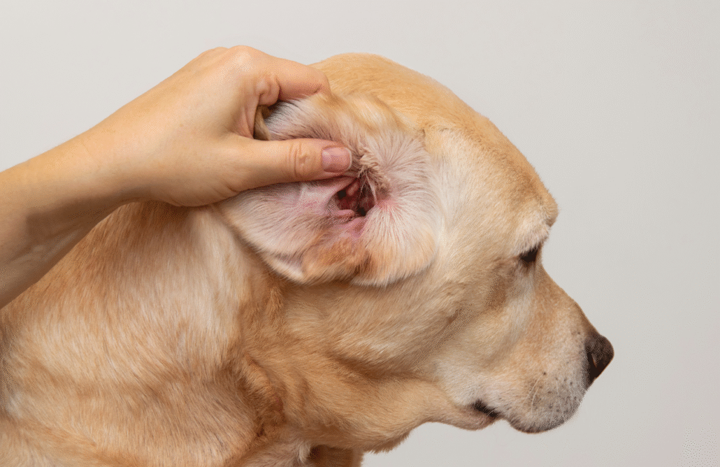 Como limpar a orelha do seu cachorro