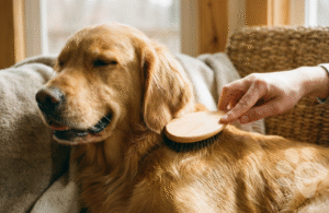 Mitos e verdades no cuidado com a pele dos animais