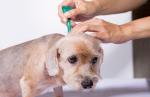 Por que o uso de antipulgas é tão importante para a saúde do animal?