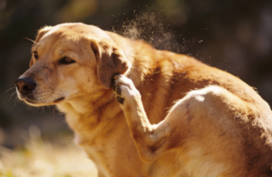 O que é a Dermatite Seborreica Canina?