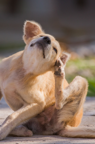 O que é a Dermatite Seborreica Canina?