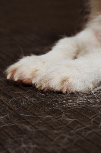 Como lidar com a queda de pelo dos animais?