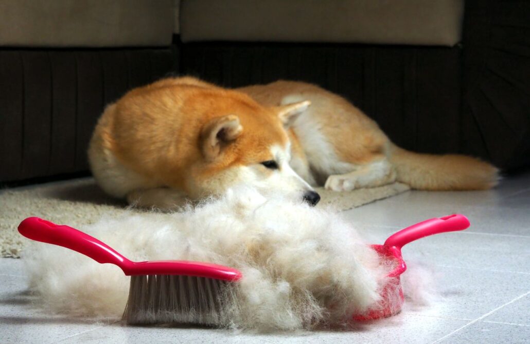 Como lidar com a queda de pelo dos animais?