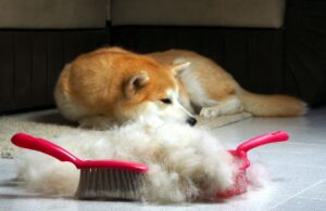 Como lidar com a queda de pelo dos animais?