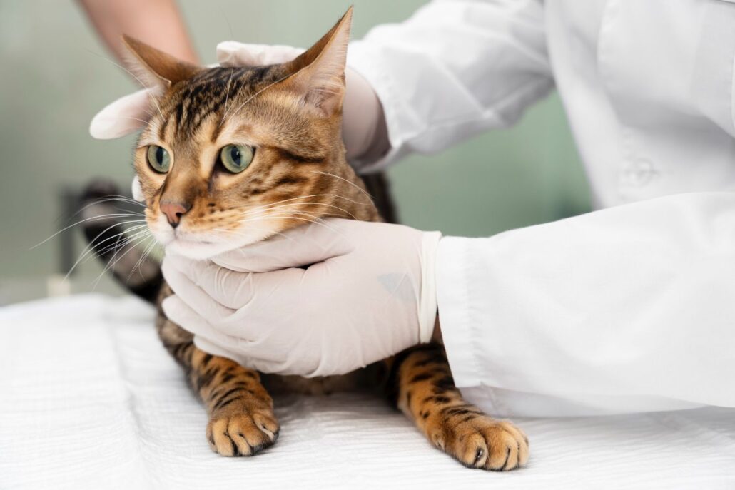 Você sabe o que é a Síndrome Atópica Felina?