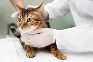 Você sabe o que é a Síndrome Atópica Felina?
