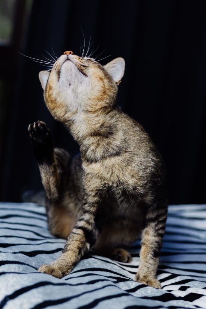 Você sabe o que é a Síndrome Atópica Felina?