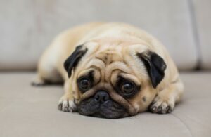 Dermatite Psicogênica: Quando o estresse afeta a pele dos animais