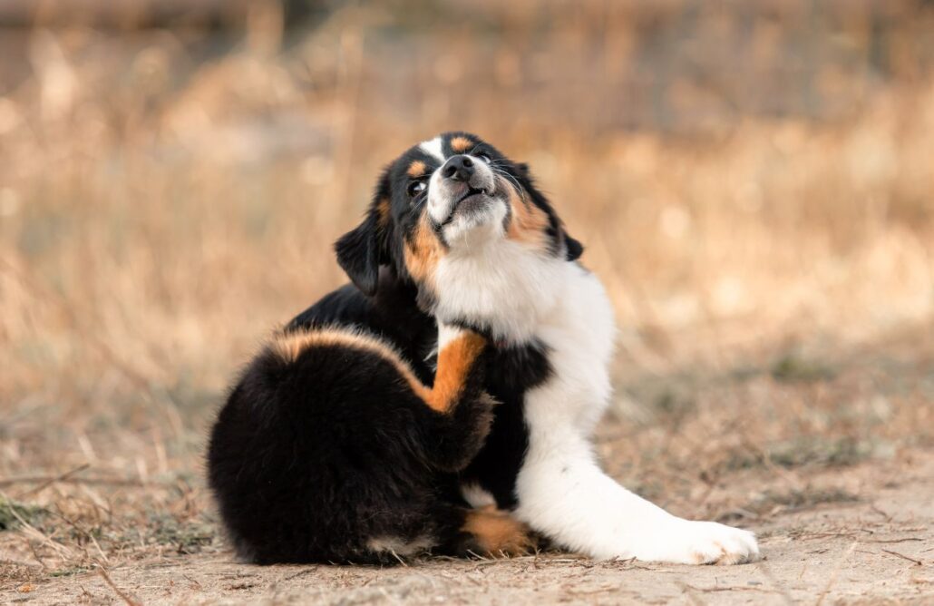 Fungos em Animais: Como identificar e tratar?