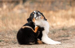 Fungos em Animais: Como identificar e tratar?