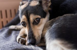 Leishmaniose canina: O que você precisa saber a respeito?