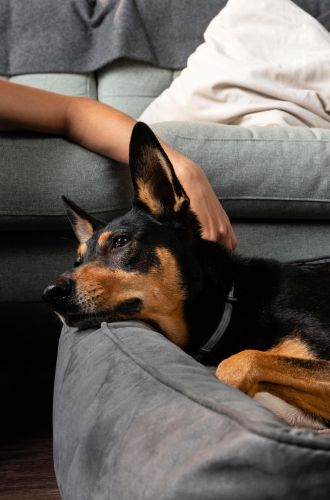 Leishmaniose canina: O que você precisa saber a respeito?