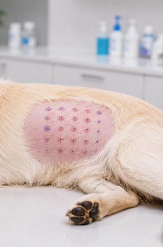 Como funcionam os testes alérgicos em animais?